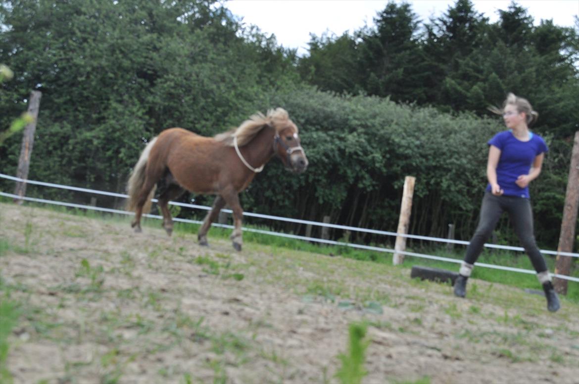 Anden særlig race Pjok - Pjok og je fjoller med jordtræning og prøver at få selvudløser-remoten til at fungere :-) 25. juni 2011 billede 16