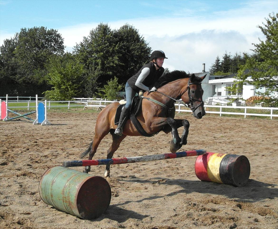 Fuldblod (XX) King Of York (SOLGT) billede 10