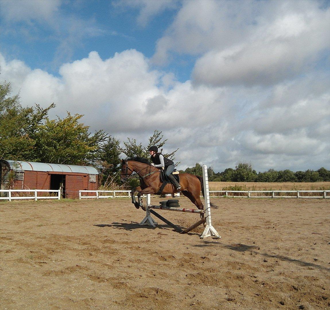 Fuldblod (XX) King Of York (SOLGT) billede 11