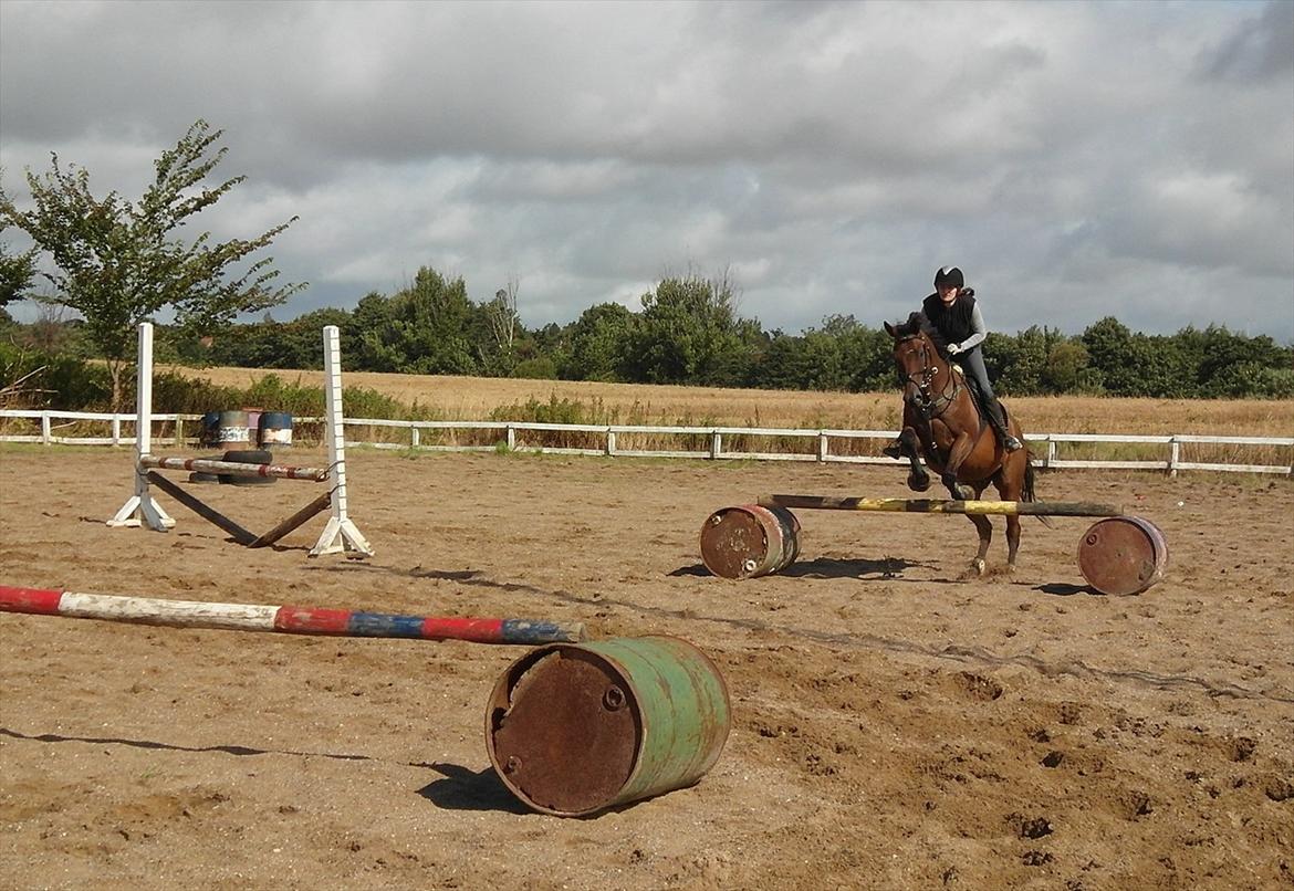 Fuldblod (XX) King Of York (SOLGT) billede 12