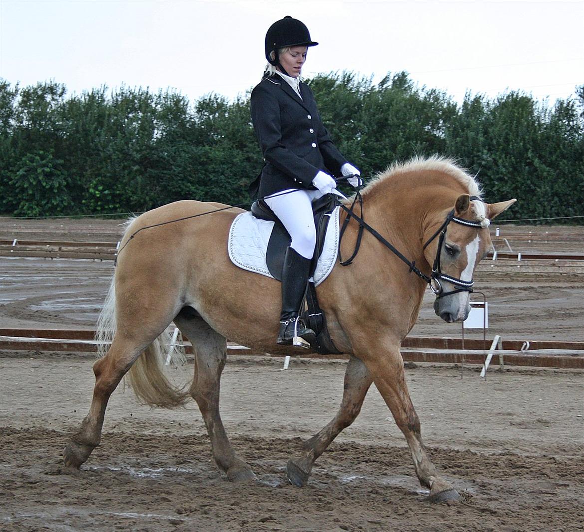 Haflinger GRYNET - 28-08-2011 billede 11