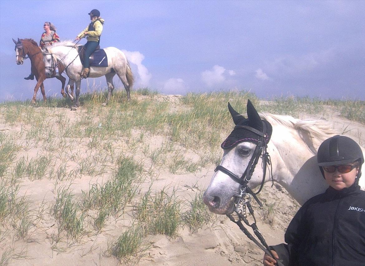 Connemara WILLMA billede 3