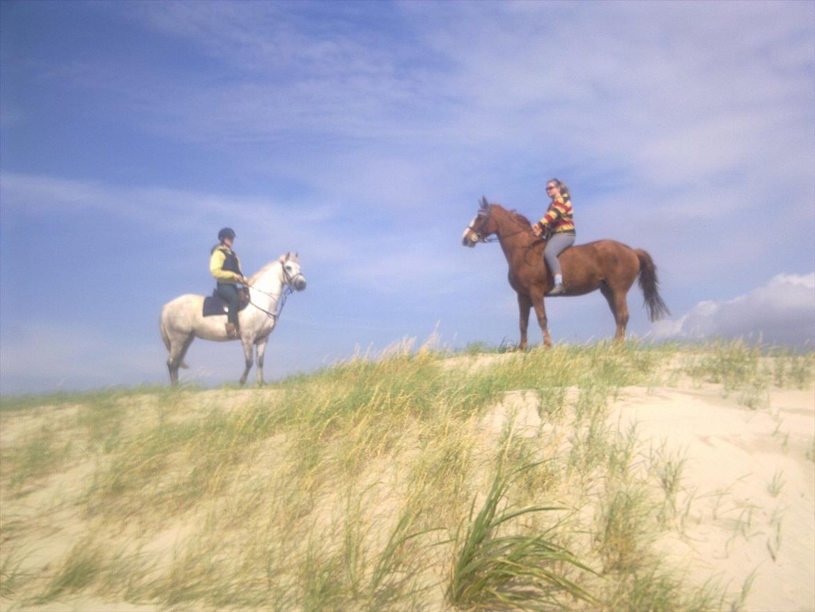 Connemara WILLMA billede 4