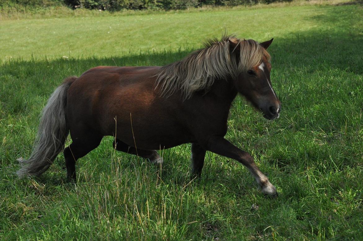 Anden særlig race Pjok - Smuk trav 5. sep 2010 billede 3
