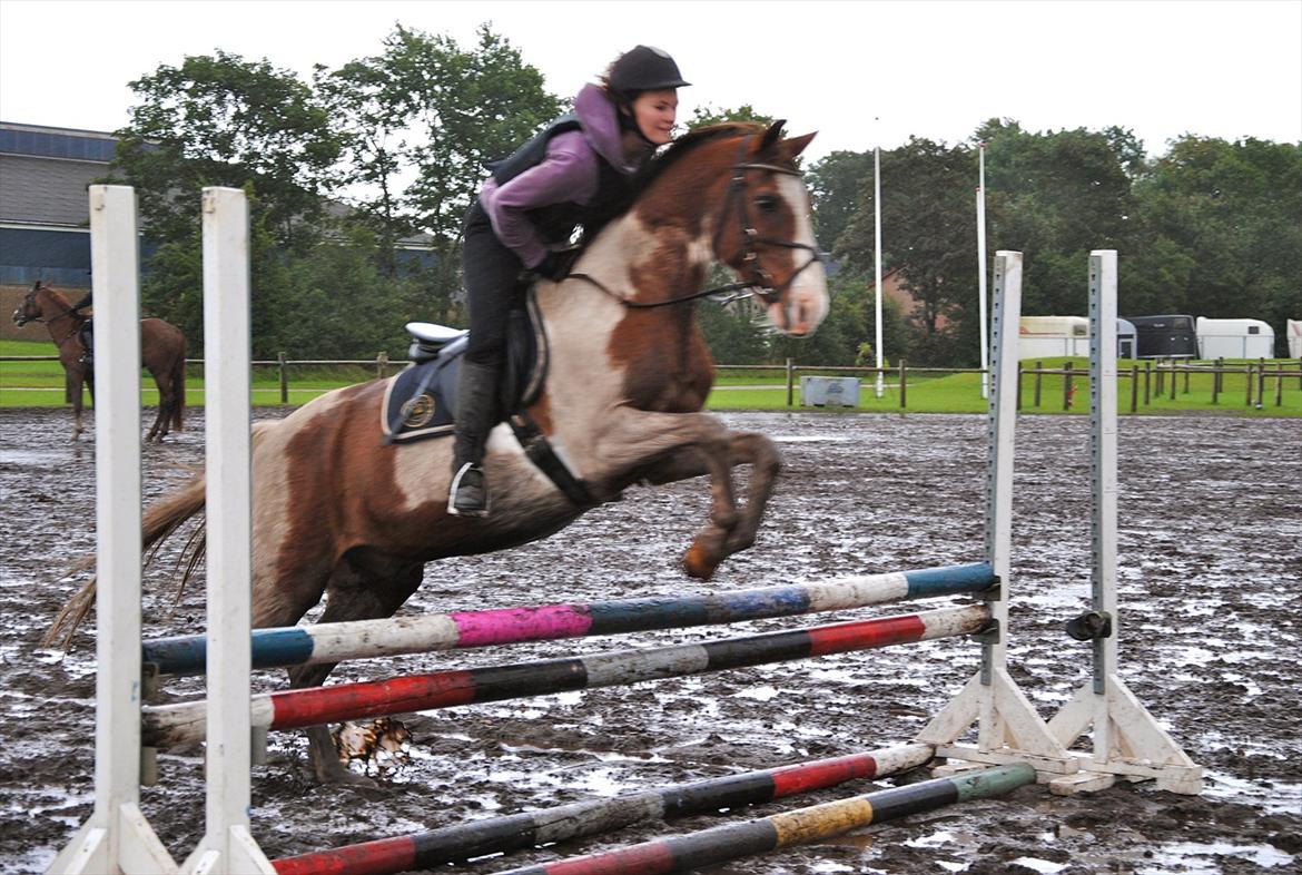 Pinto Boogie - Taget af Dolle <3 billede 8