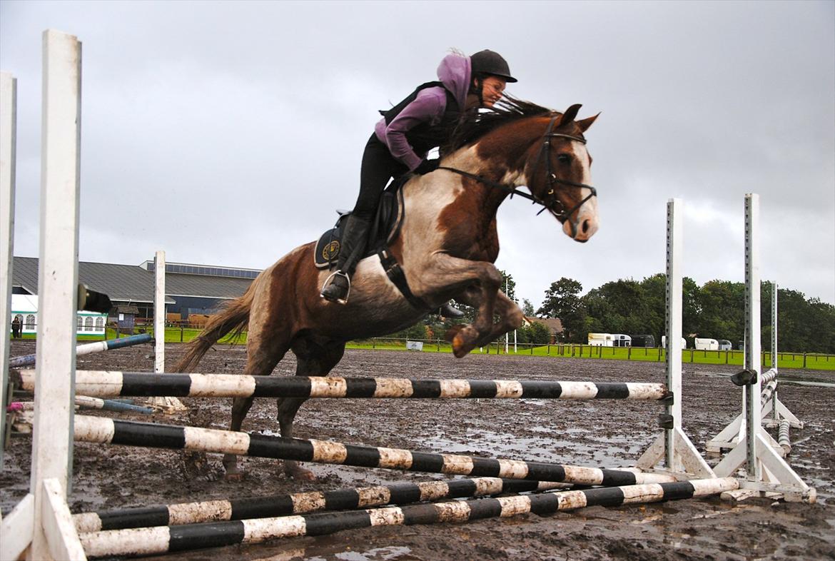 Pinto Boogie - Taget af Dolle <3 billede 12