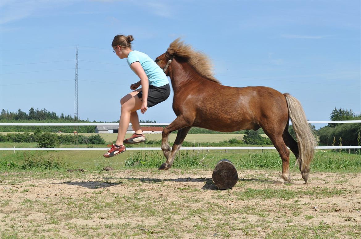Anden særlig race Pjok - Endnu en gang hyggejordtræning. 7. juli 2911 billede 17
