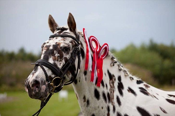 Knabstrupper Friis' Rex billede 17