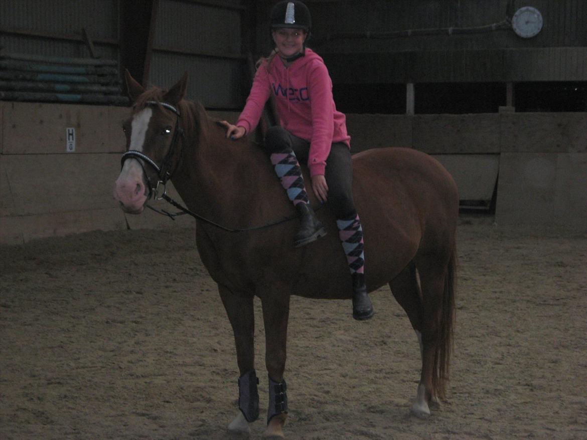 Anden særlig race Safi Rubin (SOLGT) billede 18