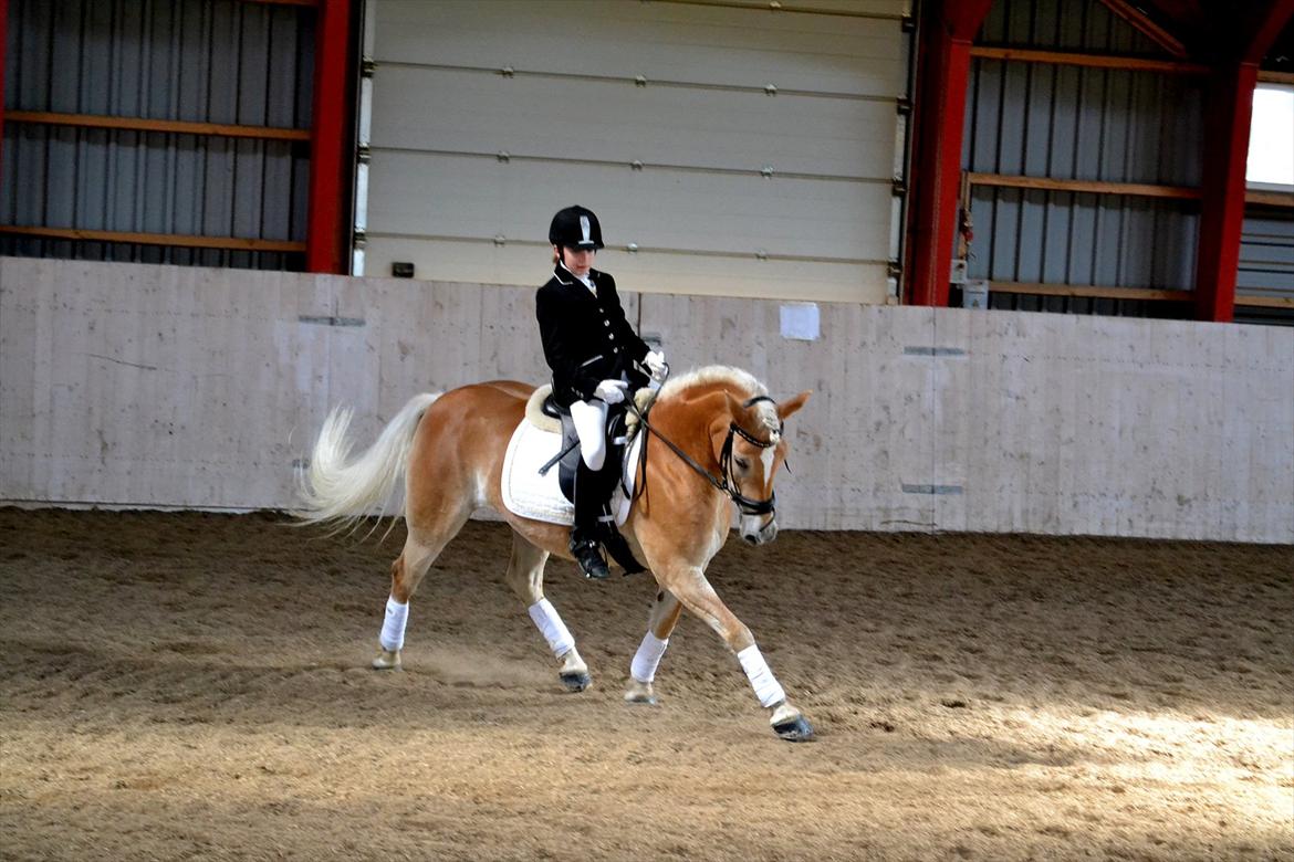 Haflinger Wictoria Sandagergaard (Solgt) - Haflinger DM CHJ Pictures billede 3