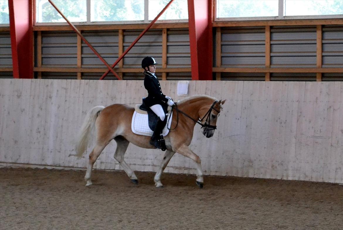 Haflinger Wictoria Sandagergaard (Solgt) - Haflinger DM CHJ Pictures billede 16