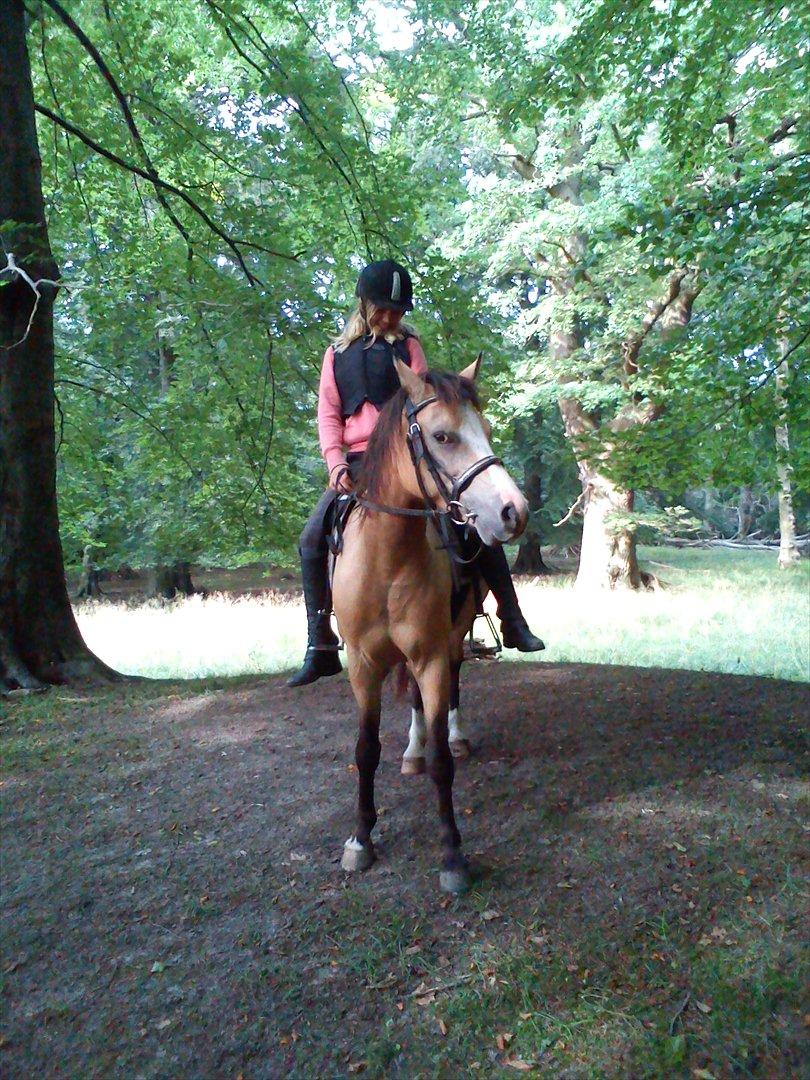 Welsh Partbred (Sec F) tivall <3 *gl. part* billede 16