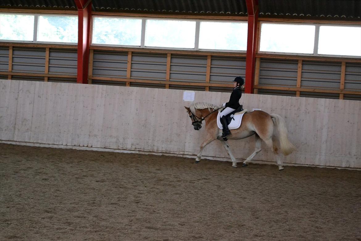 Haflinger Wictoria Sandagergaard (Solgt) - Haflinger DM CPJ Pictures billede 17