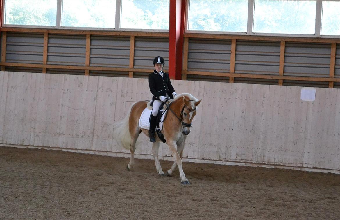 Haflinger Wictoria Sandagergaard (Solgt) - Haflinger DM CPJ PIctures billede 19