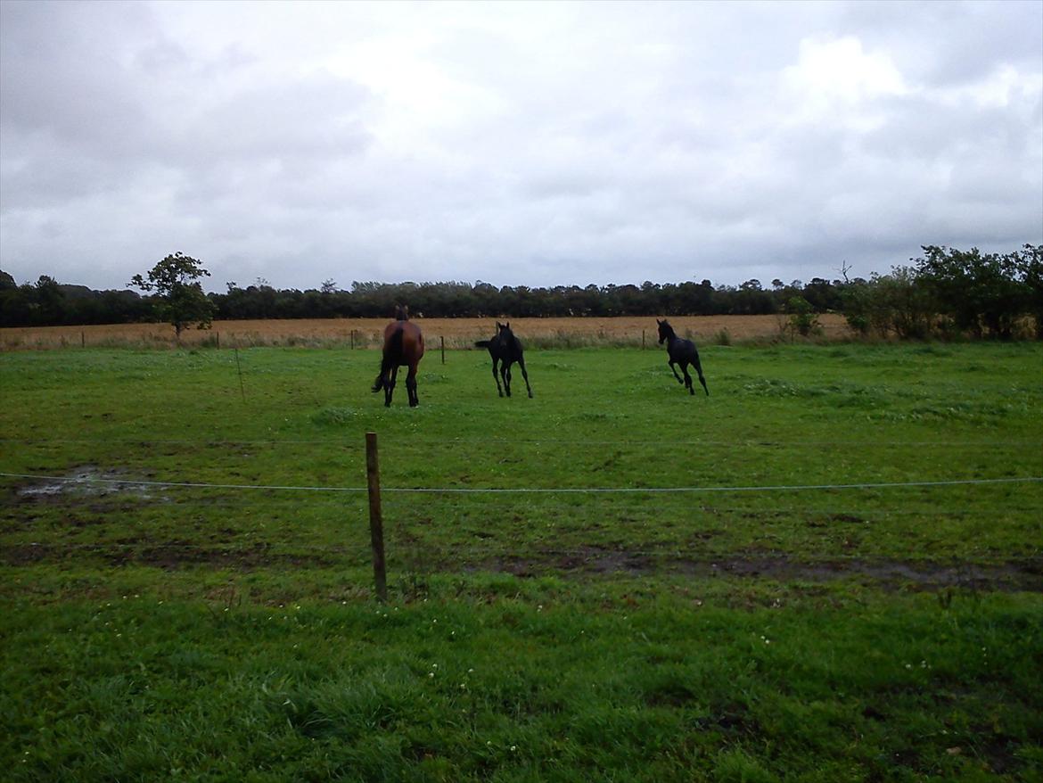 Dansk Varmblod QUEEN OF COOL LADY BS billede 17