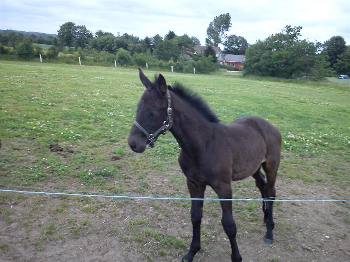 Dansk Varmblod QUEEN OF COOL LADY BS billede 18