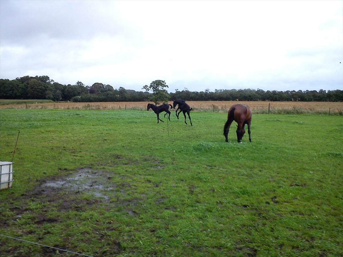 Dansk Varmblod QUEEN OF COOL LADY BS billede 19