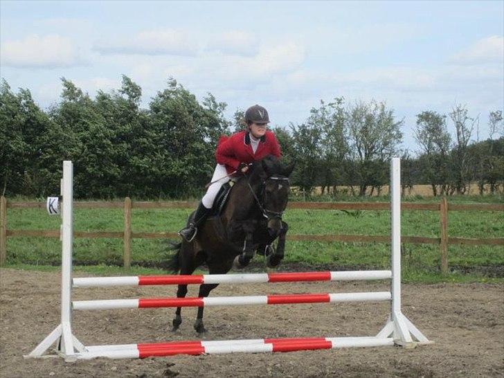 New Forest Holmens Sir Bastian *Solgt* - Basse <3
Foto: Lisa Skov billede 16