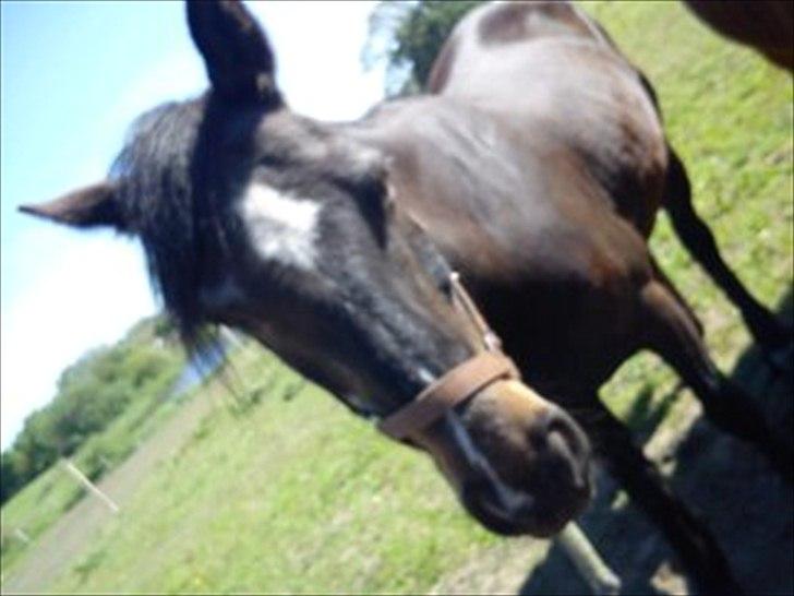 Connemara Design billede 2