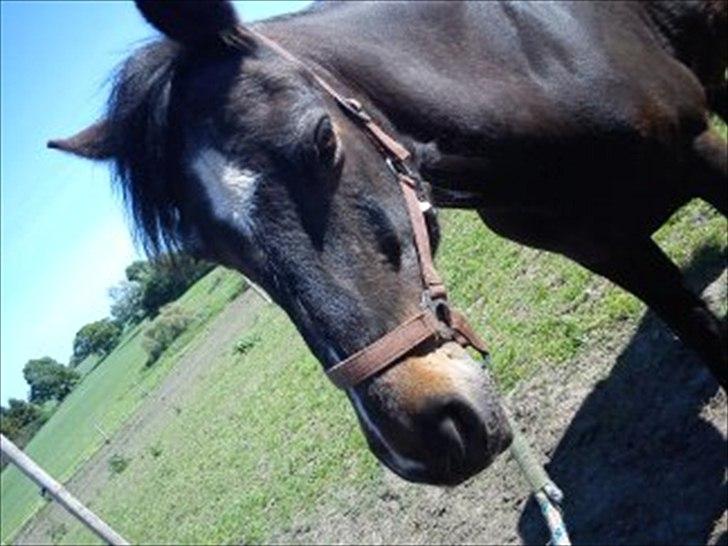 Connemara Design - BIG BOY billede 5