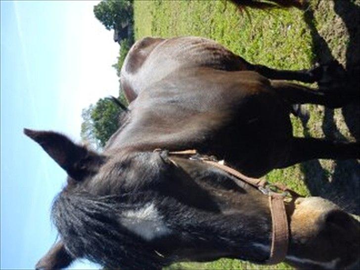 Connemara Design - Hottie billede 6