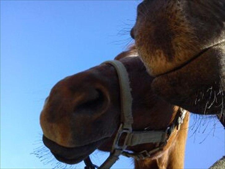 Connemara Design - Henna og hans mule <3 billede 8