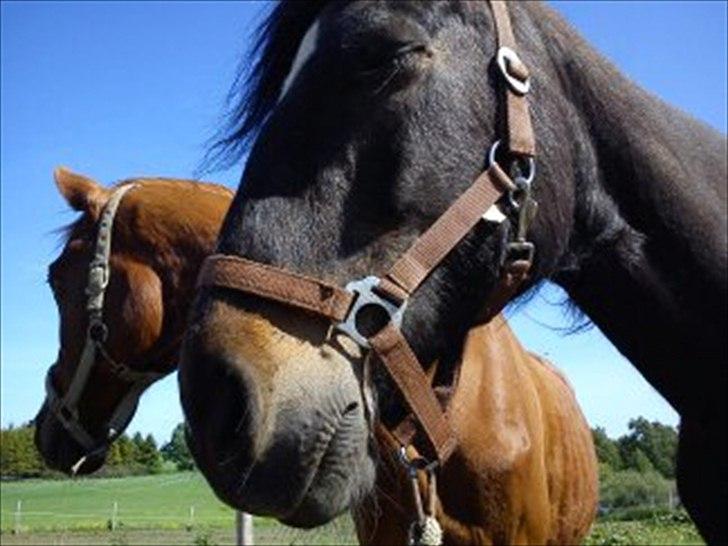 Connemara Design - Hehe <3 billede 9