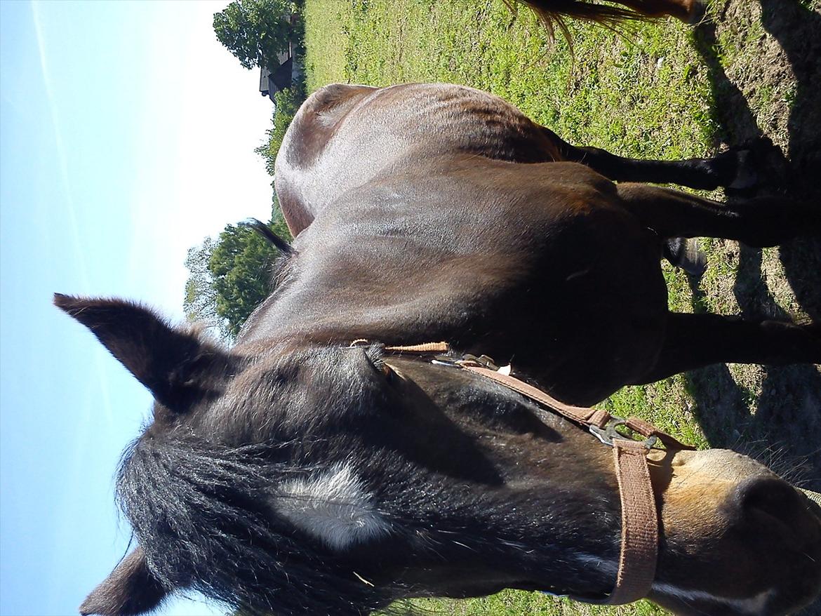 Connemara Design - Frækkerten billede 11