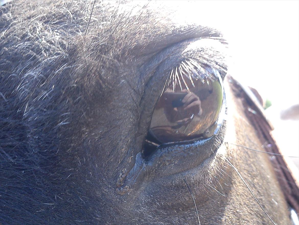 Connemara Design - Store brune ØJNE<3 billede 12