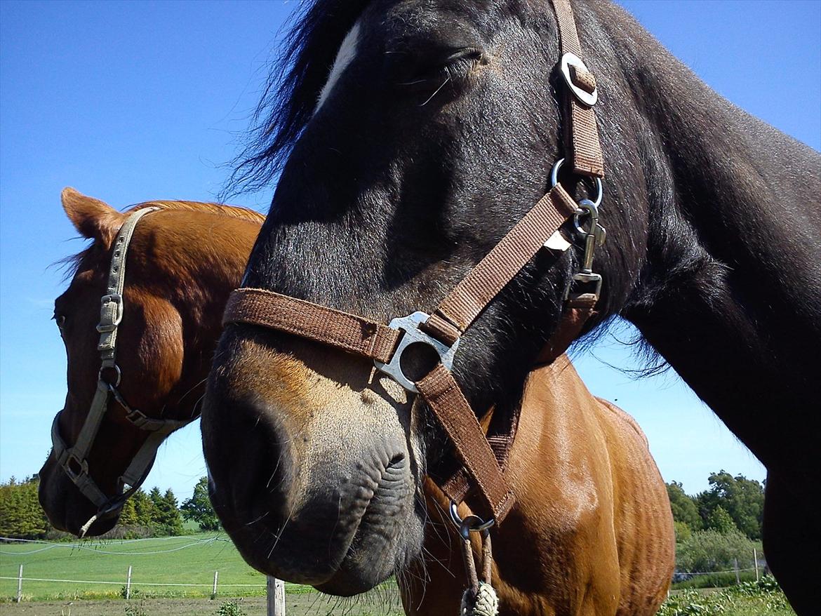 Connemara Design - Henna(den Røde) Hans lille Veninde .. billede 13