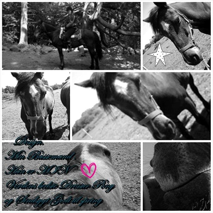 Connemara Design - masse små billedere fra ham <3 billede 14