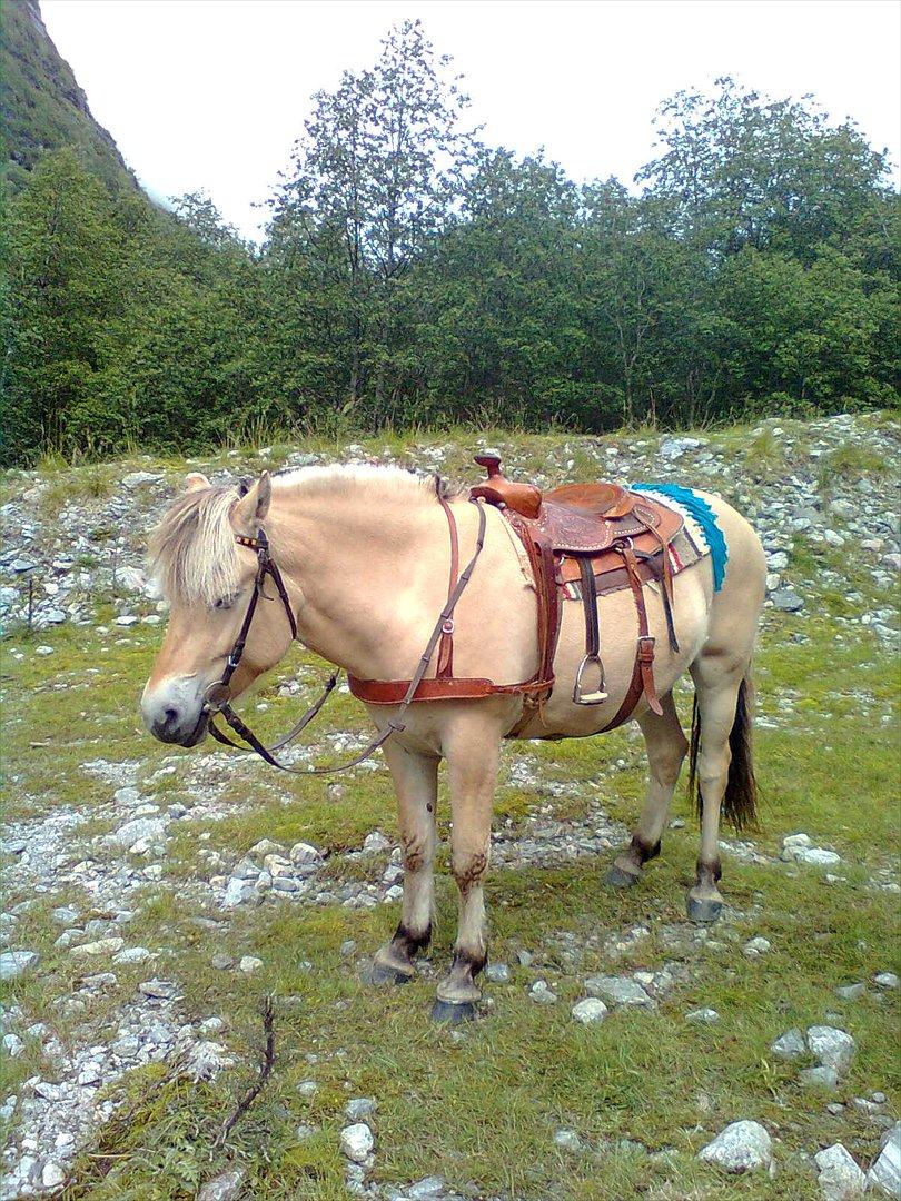 Fjordhest Myklena - Norge 2011 billede 3
