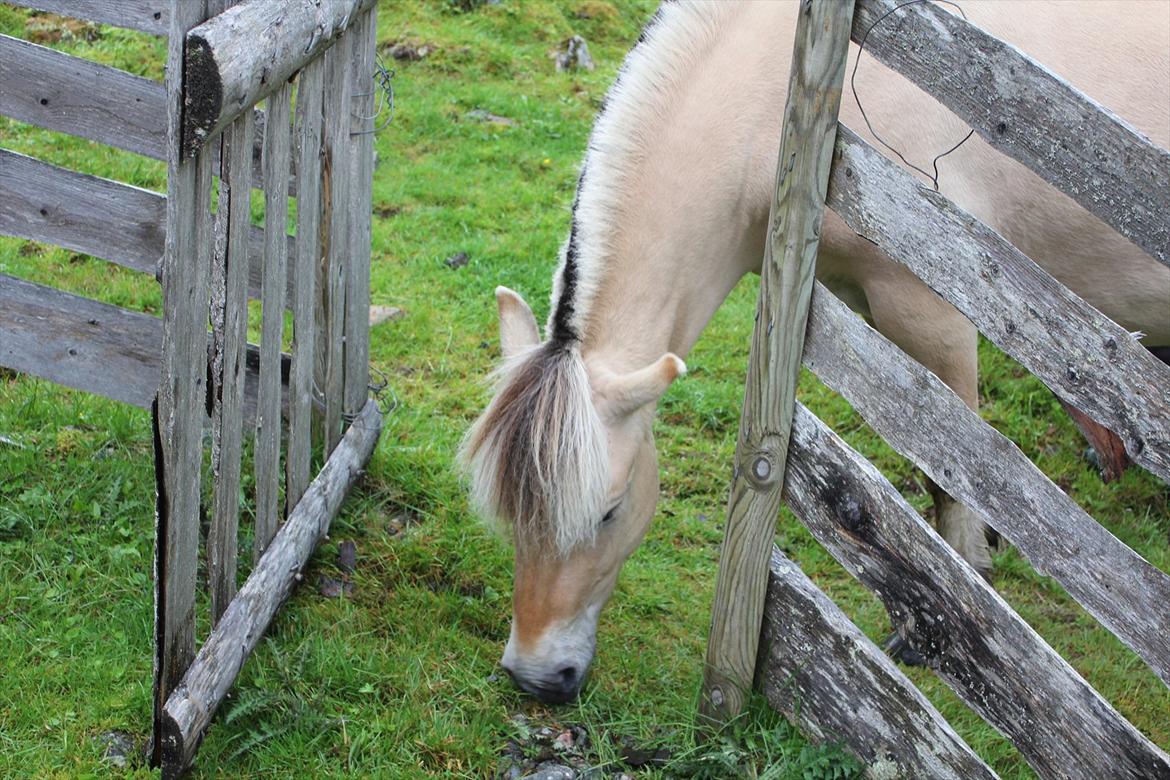 Fjordhest Myklena billede 4