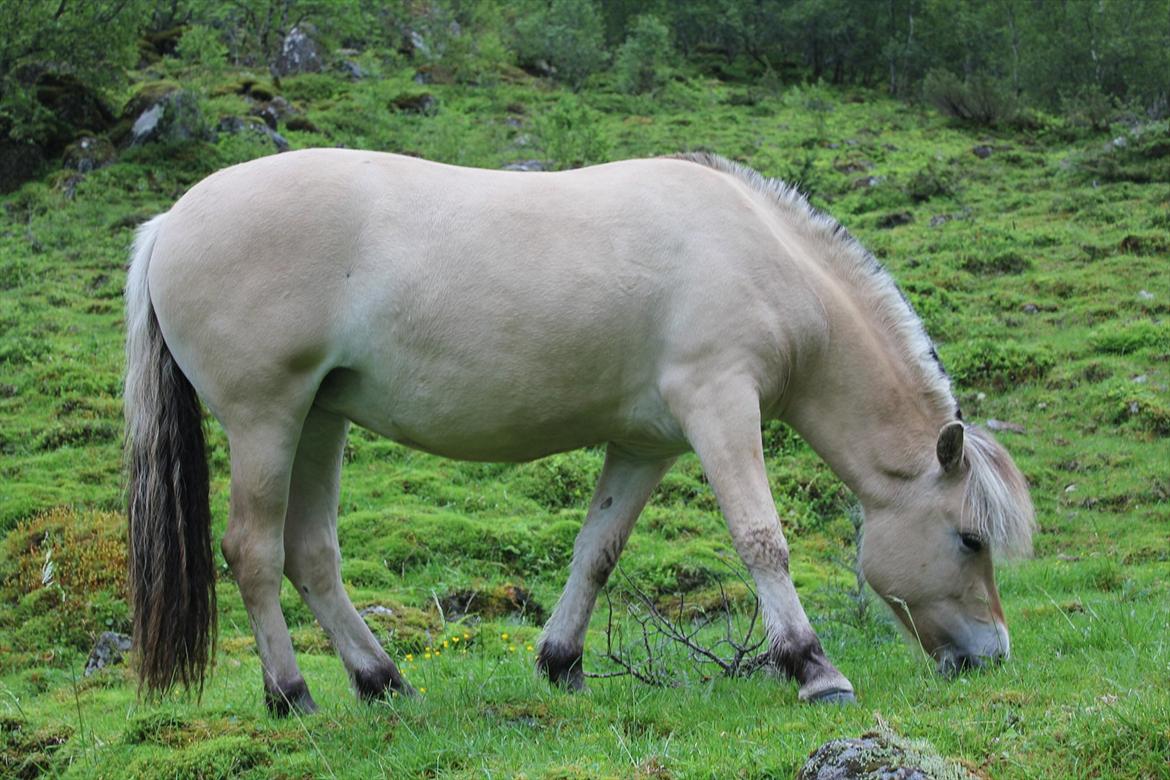Fjordhest Myklena billede 6