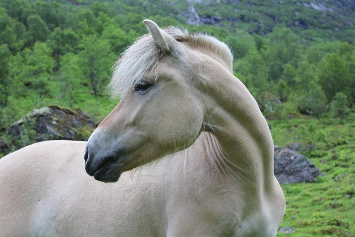 Fjordhest Myklena billede 2