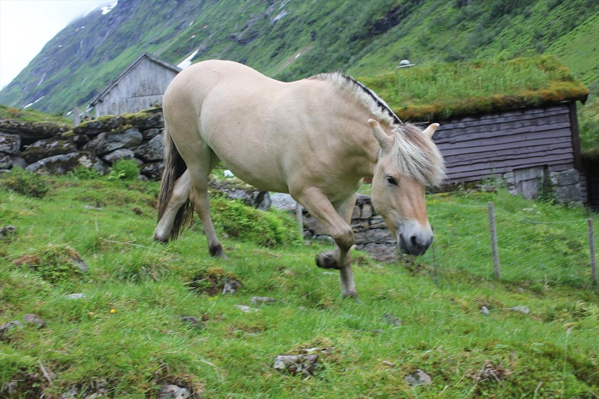 Fjordhest Myklena billede 7