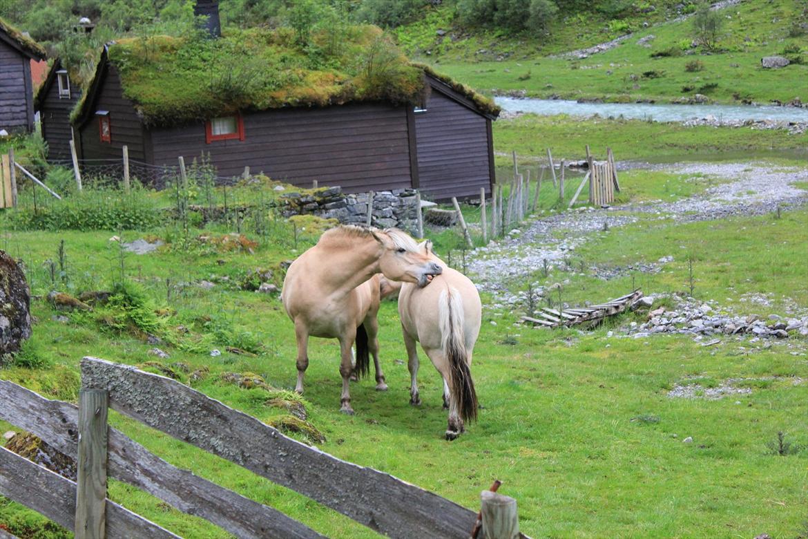 Fjordhest Myklena - Myklena og hendes mor Myklunn billede 8