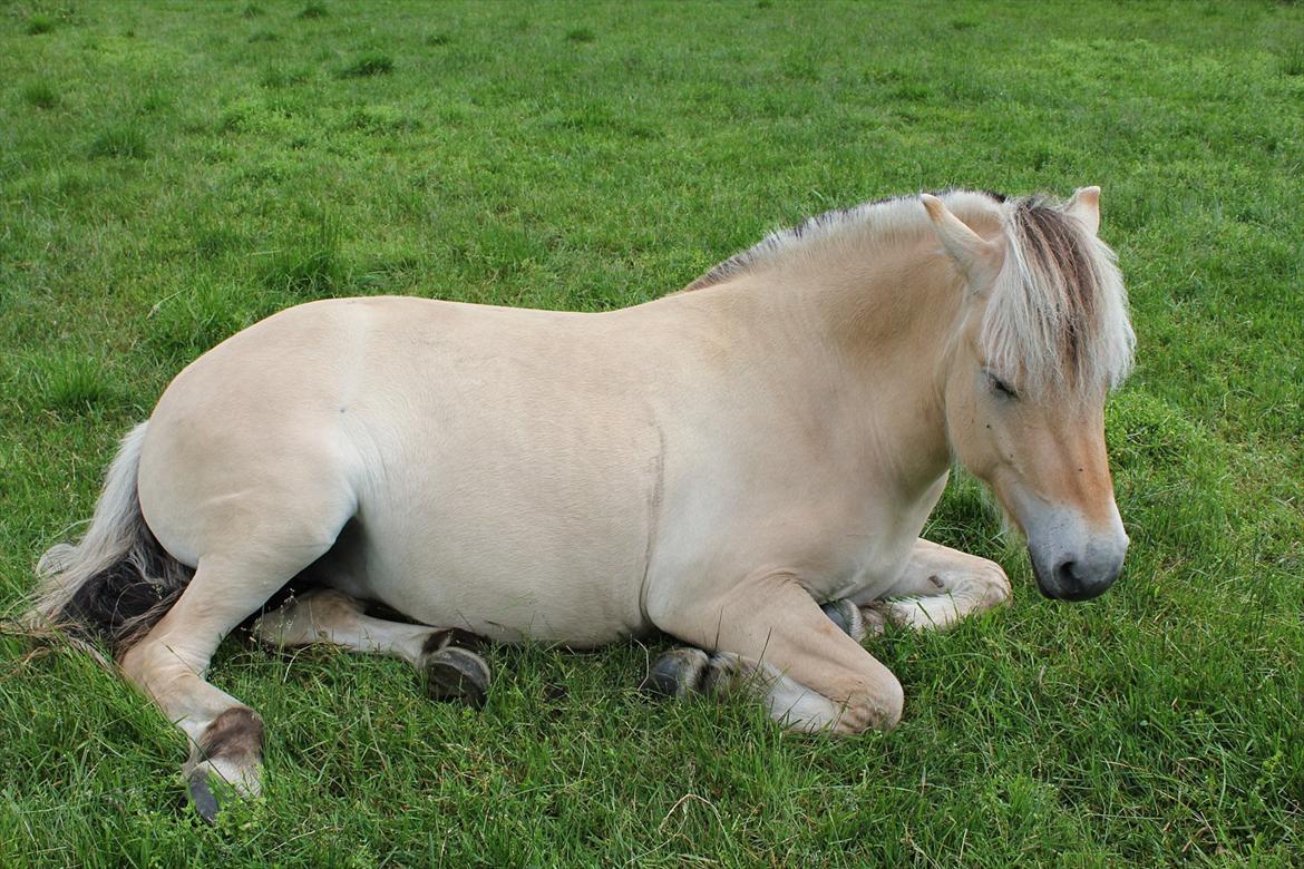 Fjordhest Myklena - Norge 2010 billede 9