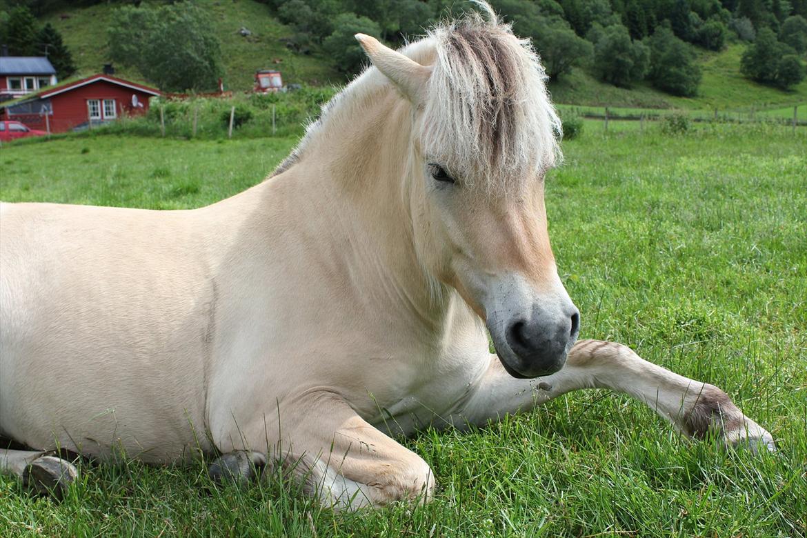 Fjordhest Myklena billede 10