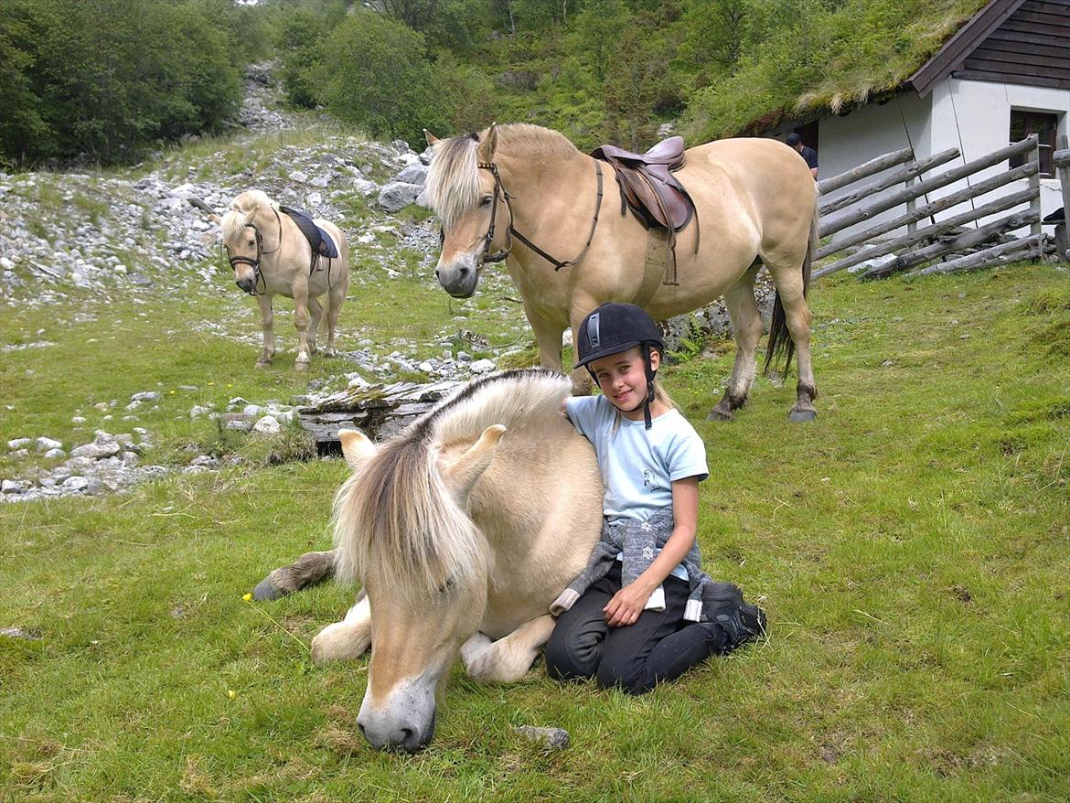 Fjordhest Myklena - 2010 billede 11