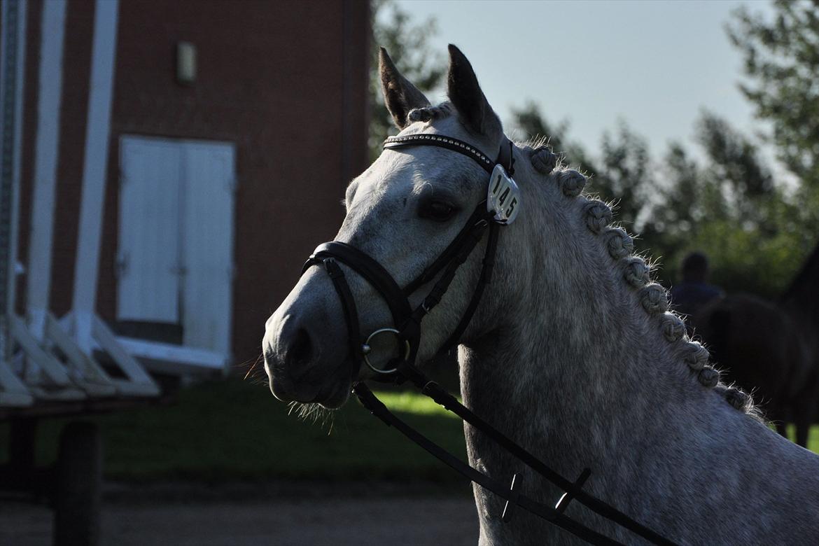 DSP Hibbuhl Sika - Kåring i Ikast
Foto: Malene.
 billede 14