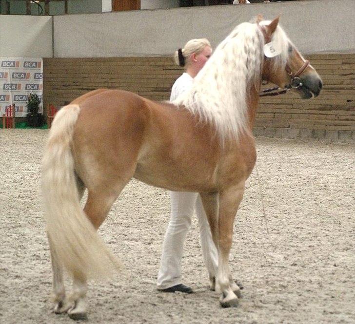 Haflinger Nico af Kroggård billede 6