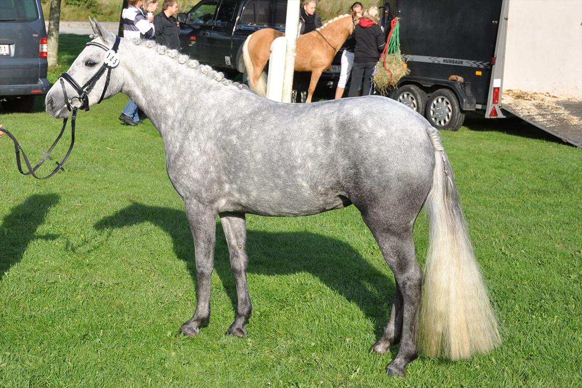 DSP Hibbuhl Sika billede 15