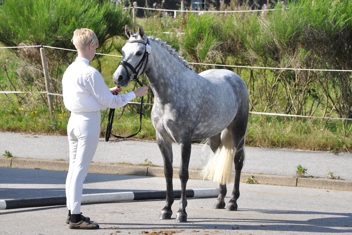 DSP Hibbuhl Sika billede 16