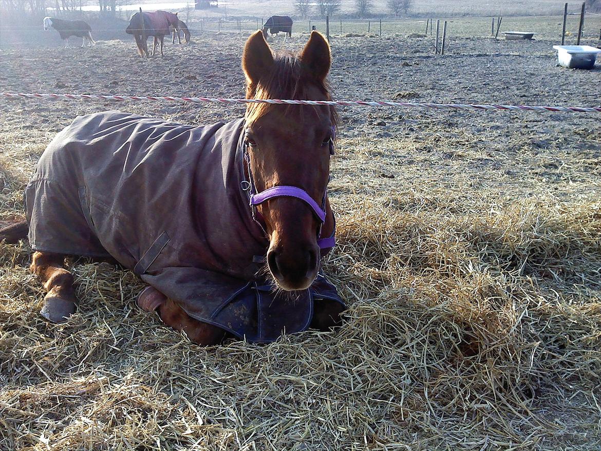 Anden særlig race Quidam - Den trætte dimmer :P <3 søde tøs <3
 billede 8