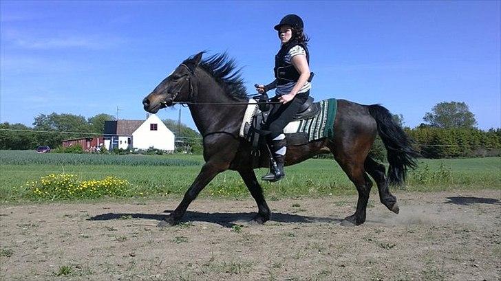 Connemara Design - @Karoline Kristiansen Lundberg
Min veninde har taget dette billed!<3
Fuld Galop!<3 billede 1