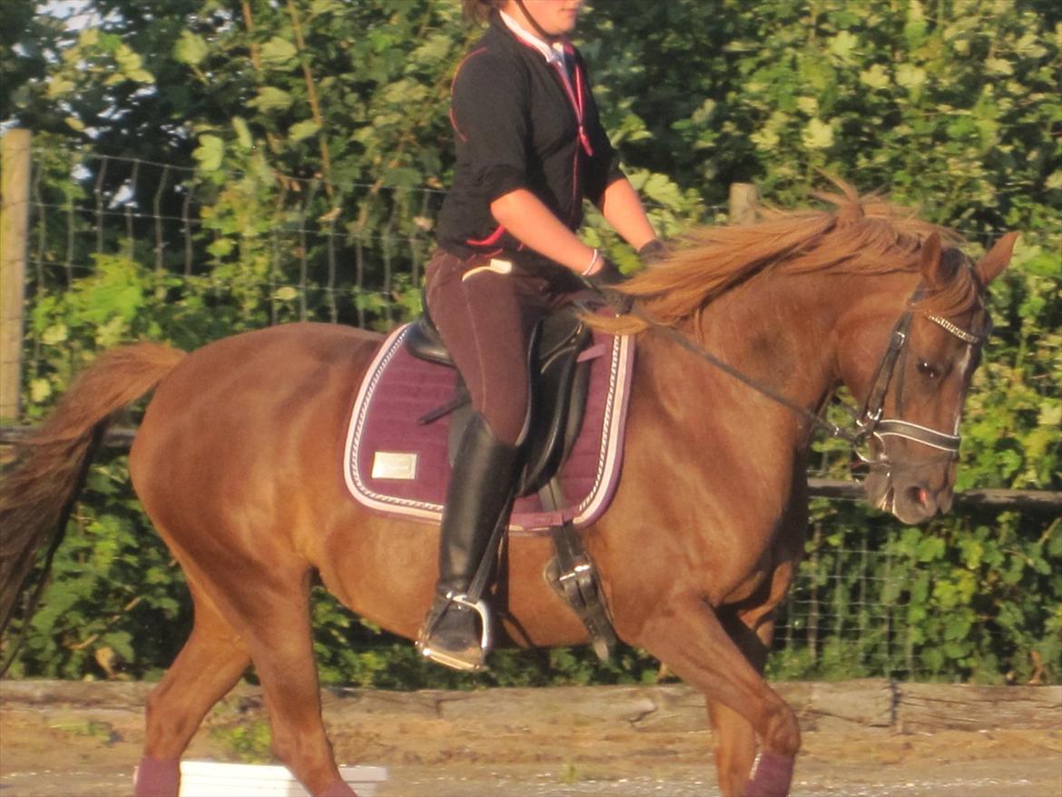 DSP Aischa *Søsters pony* - Aischa og mig til undervisning, 3 gang jeg rider hende ;D billede 4