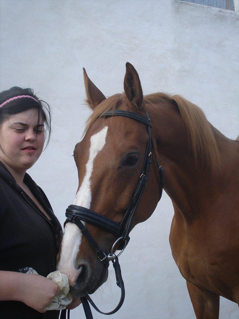 Dansk Varmblod Amber First billede 2