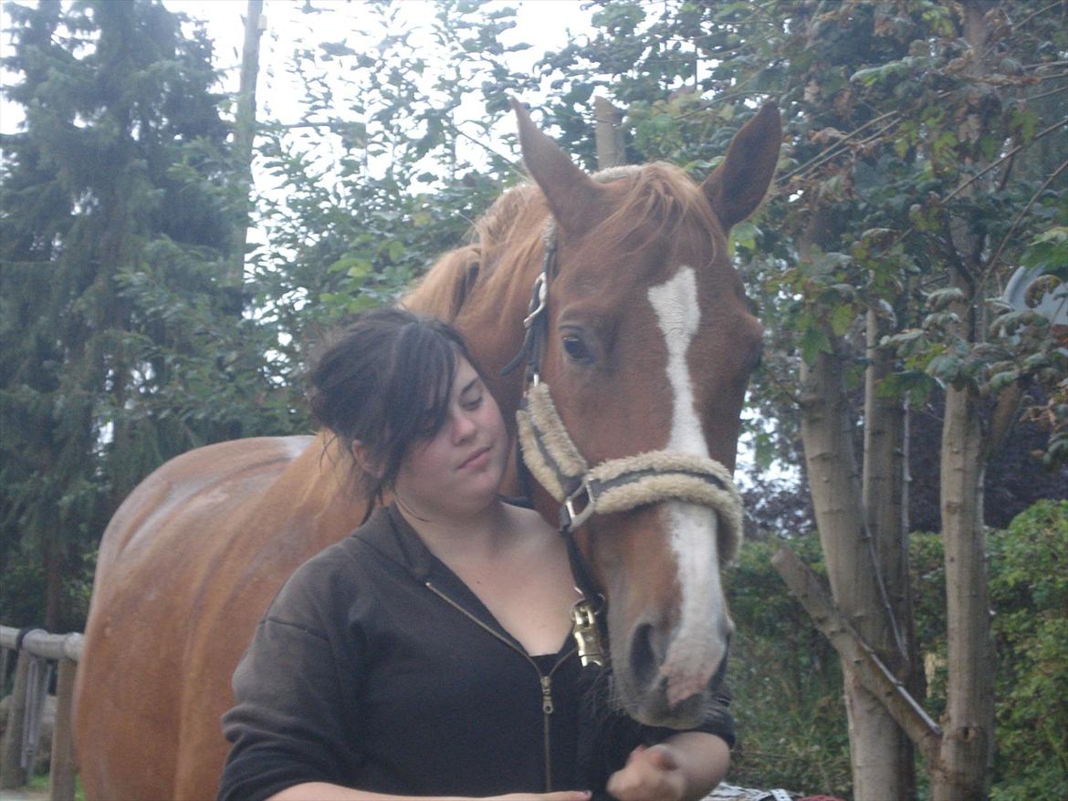 Dansk Varmblod Amber First billede 4