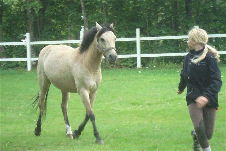 Welsh Pony af Cob-type (sec C) rotterdams sheila billede 13